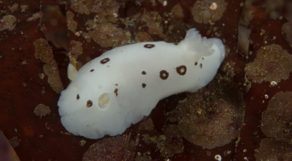 San Diego Dorid