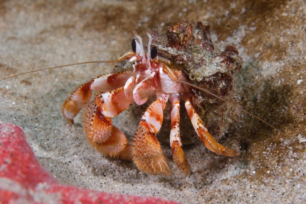 Black-Eyed Hermit Crab