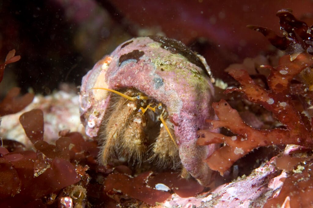 Furry Hermit Crab