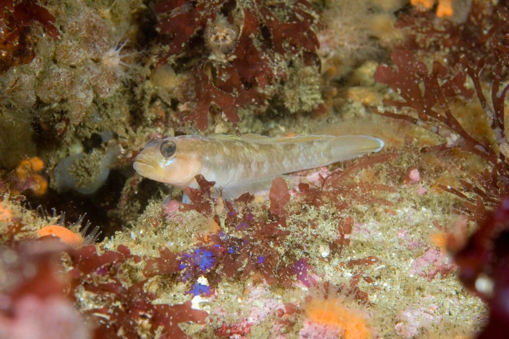 Blackeye Goby