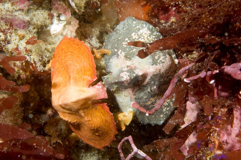 Helmet Crab