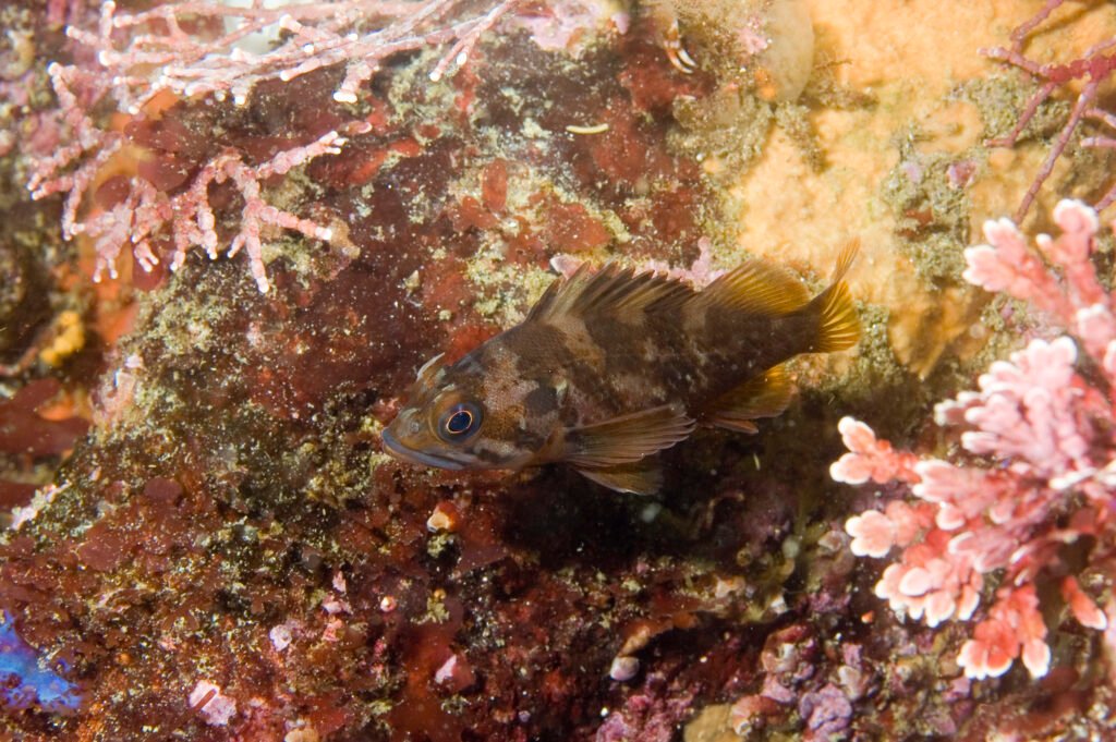 Gopher Rockfish