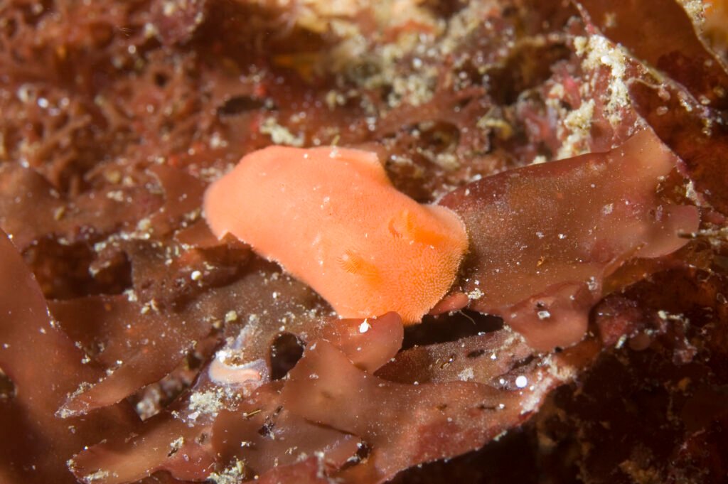 Red Dorid