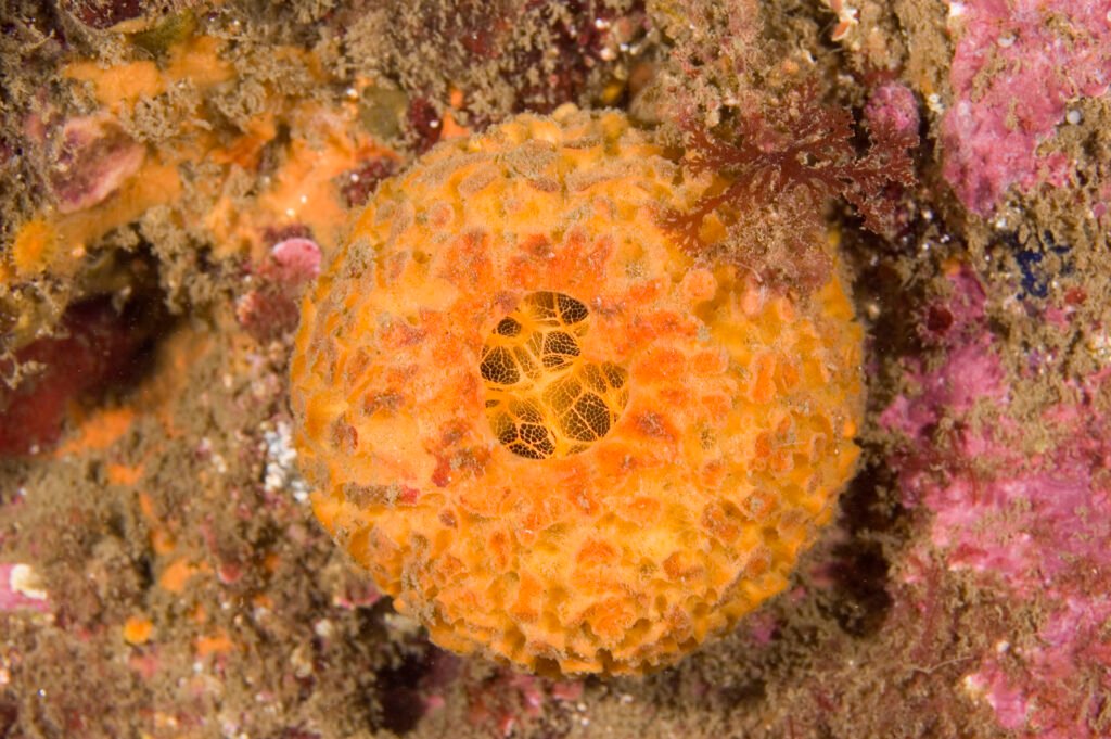 Orange Puffball Sponge