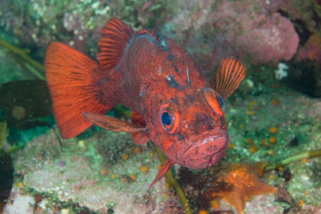 Vermilion Rockfish - Monterey Scuba Board