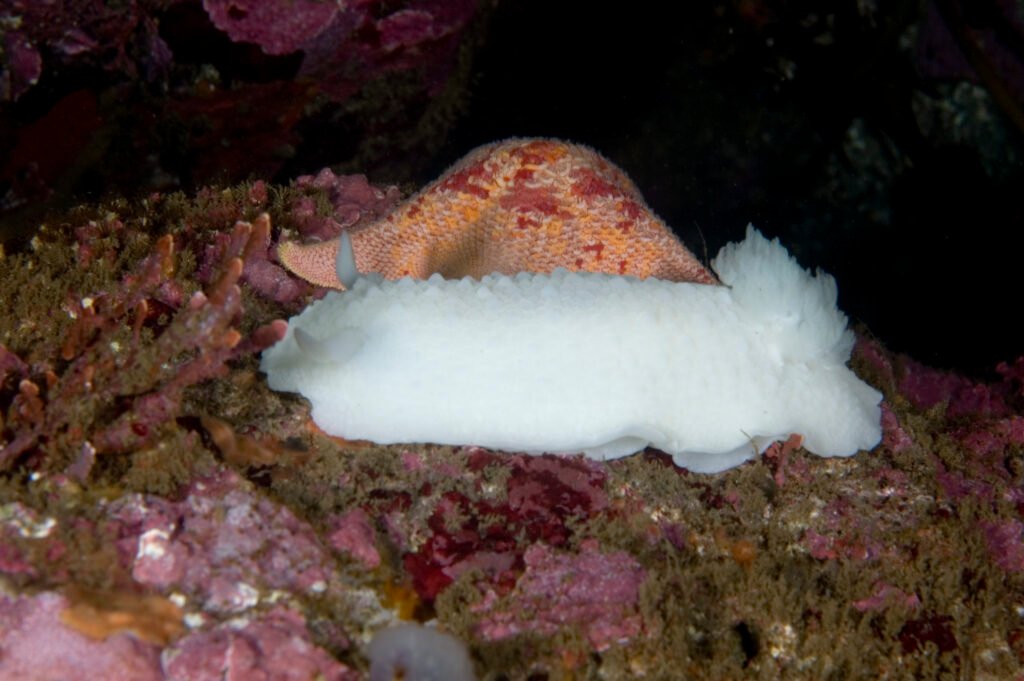 White Knight Dorid