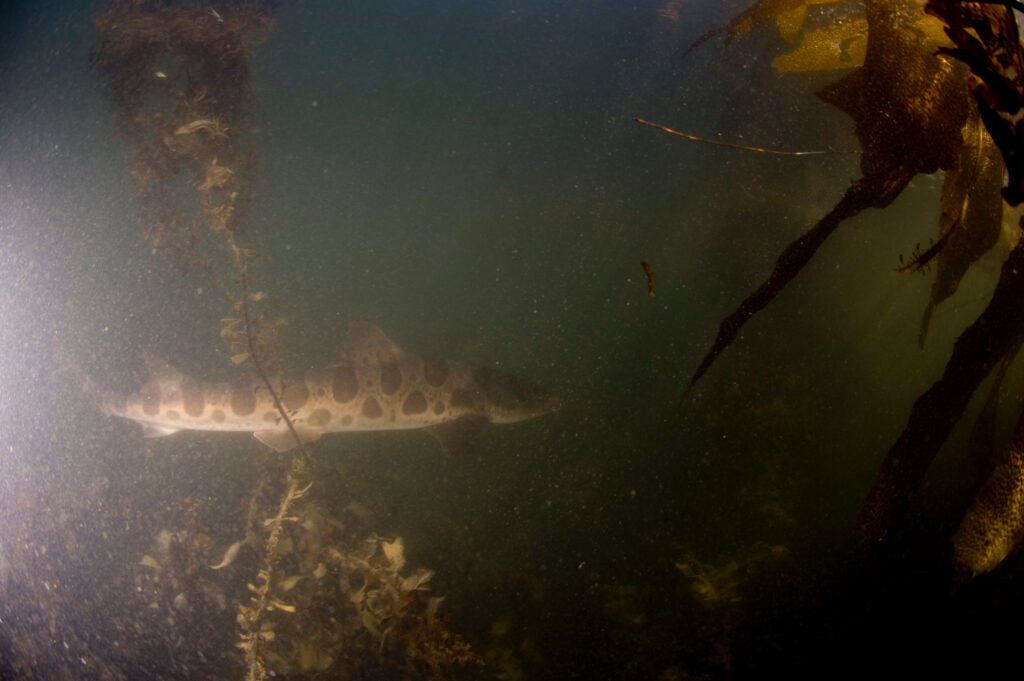 Leopard Shark