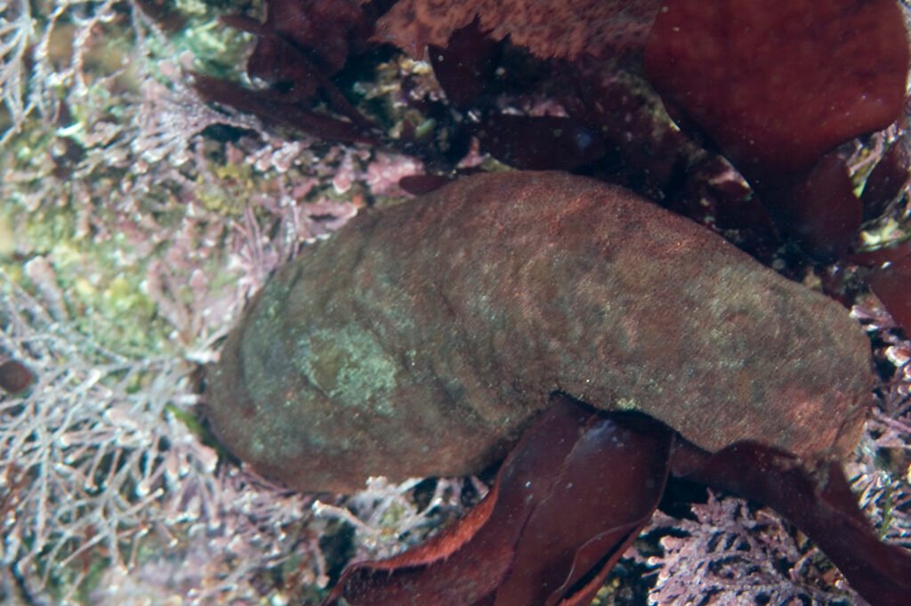 Gumboot Chiton