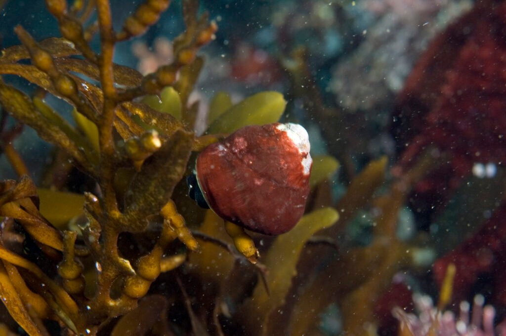 Brown Turban Snail - Monterey Scuba Board