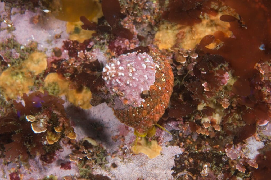 Red Turban Snail