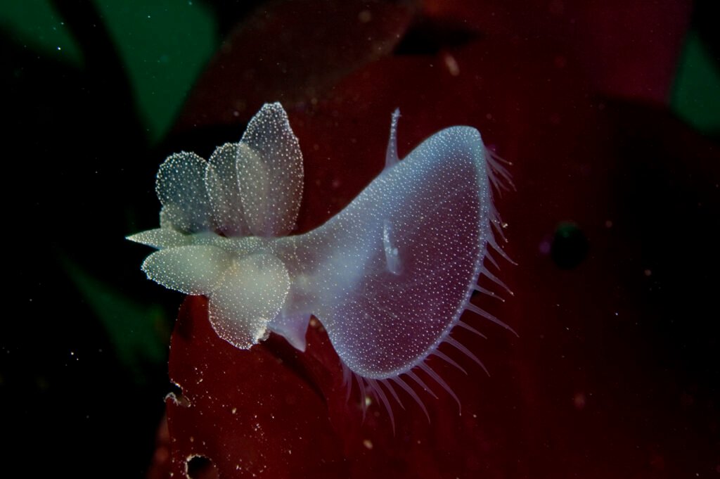 Hooded Nudibranch