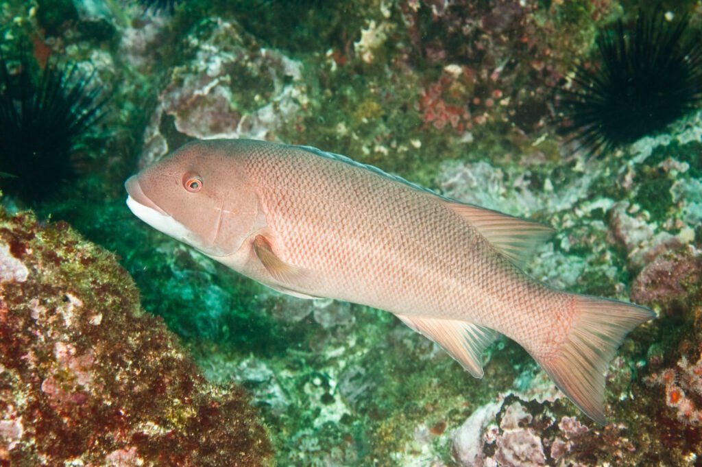 California Sheephead