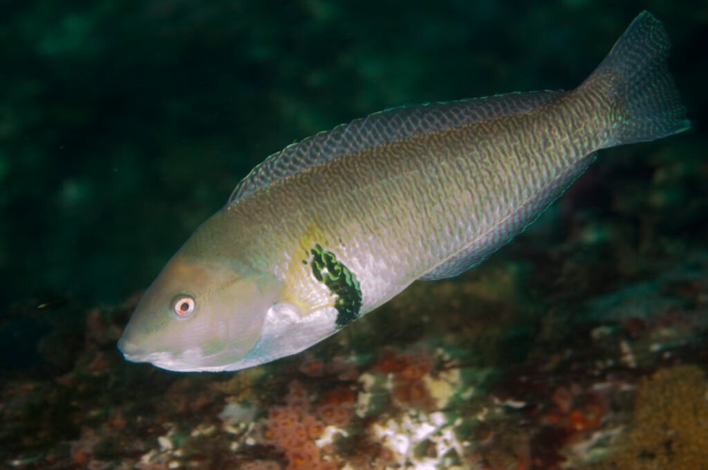 Rock Wrasse