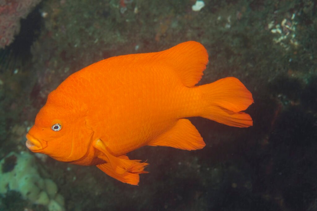 Garibaldi