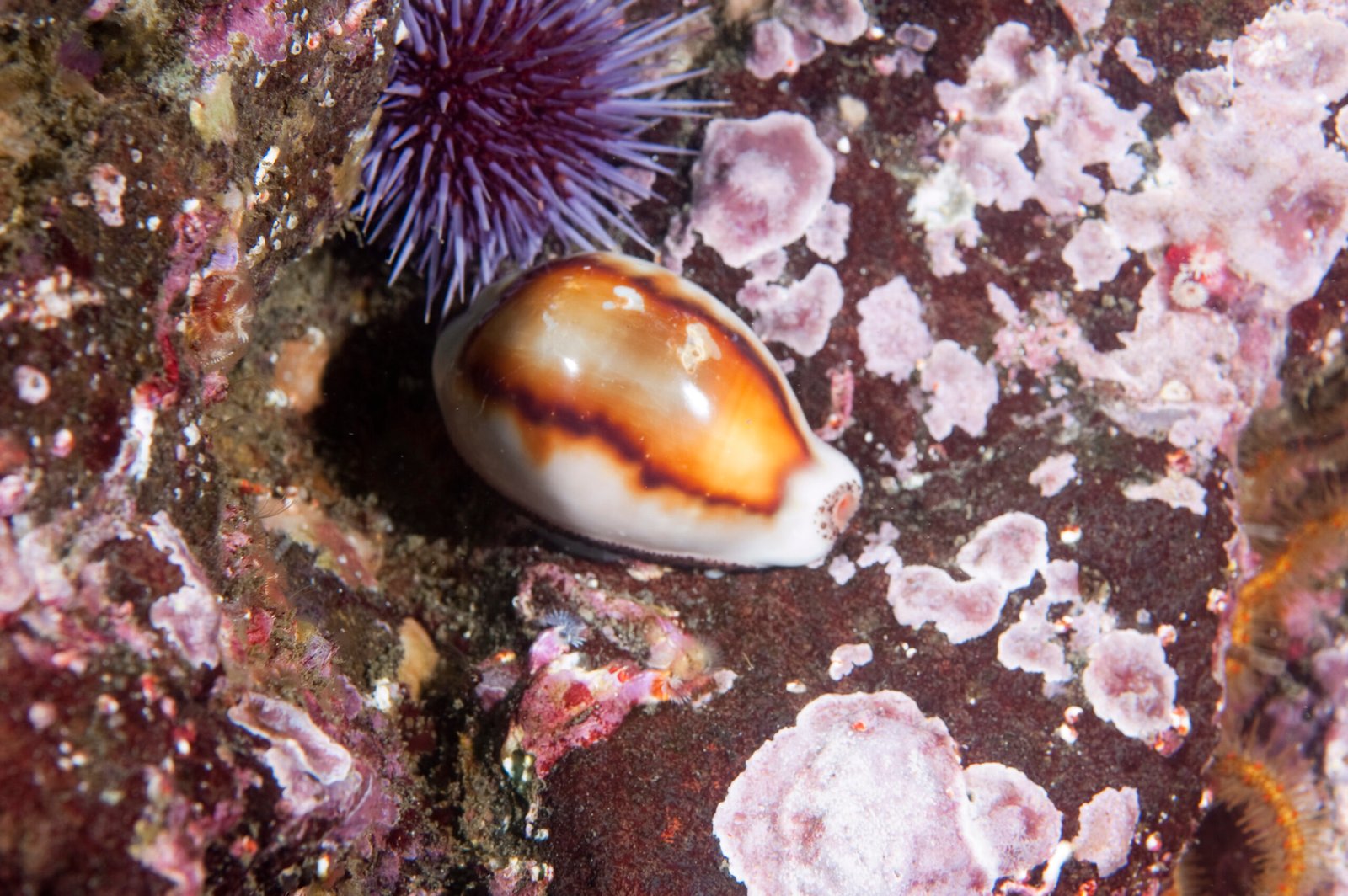 Chestnut Cowry - Monterey Scuba Board