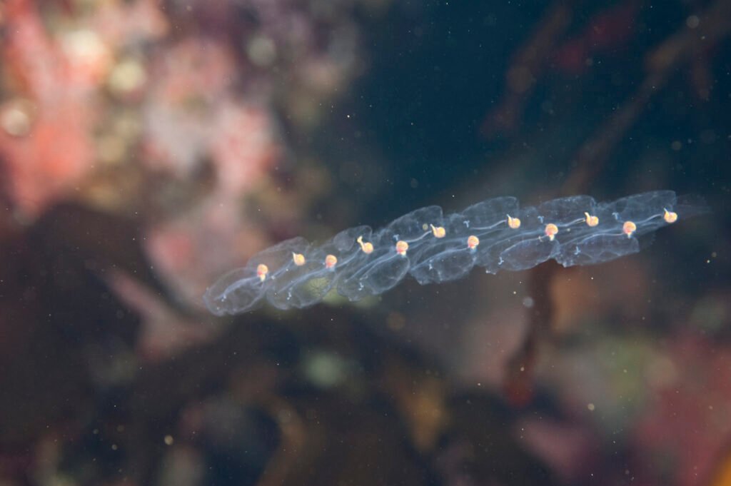 twin-sailed salp