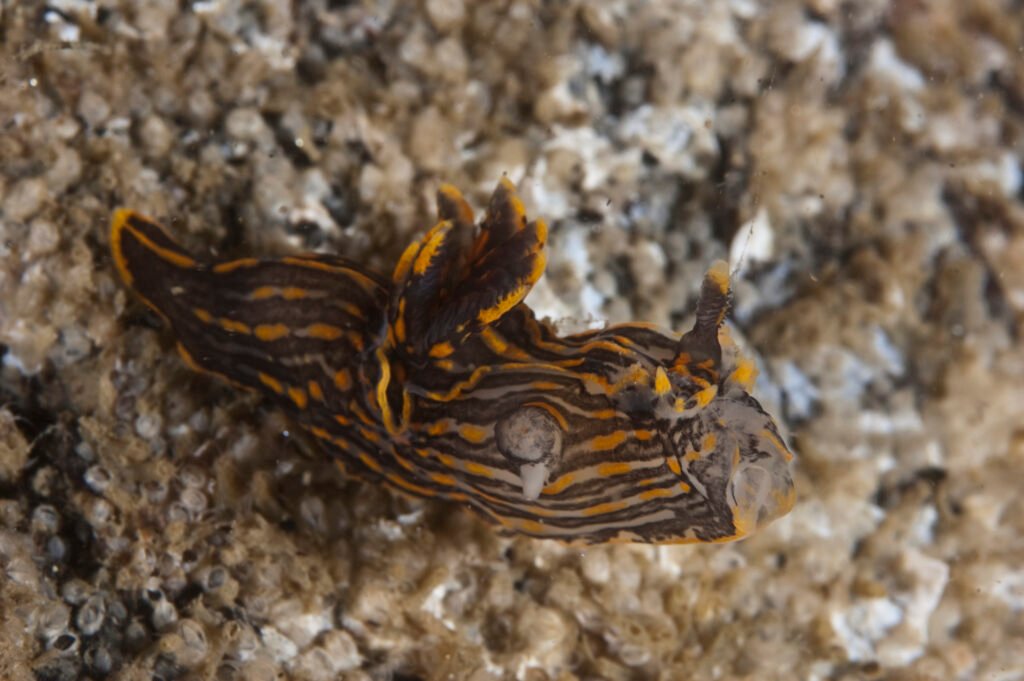 Black Dorid