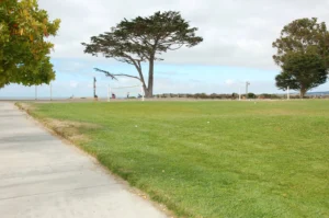 Del Monte Beach Grass Area