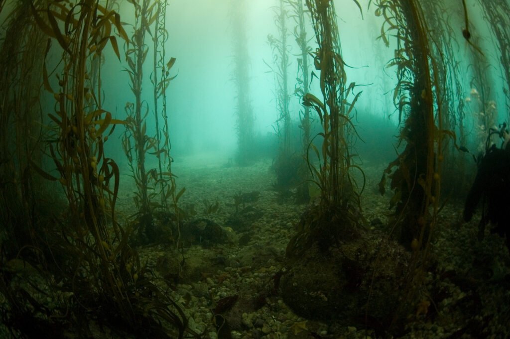 Kelp Forest