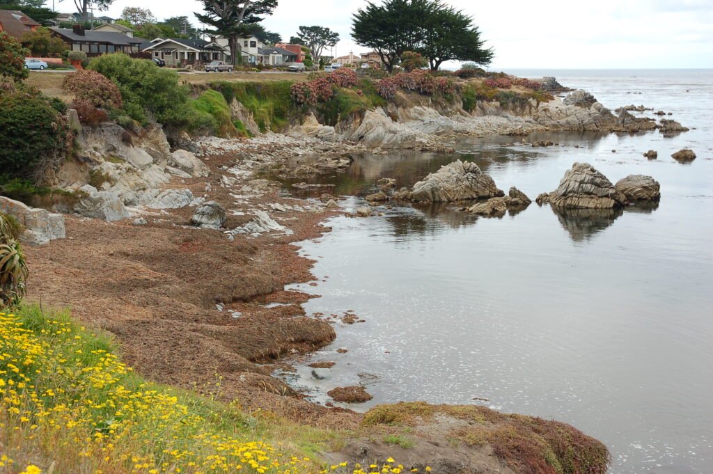 Otter Cove at Low Tide